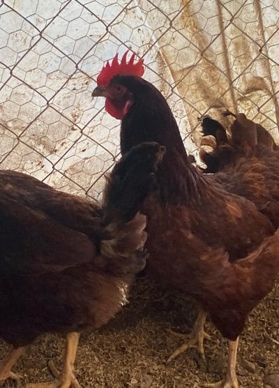 Rhode İsland Red Kuluçkalık Yumurta