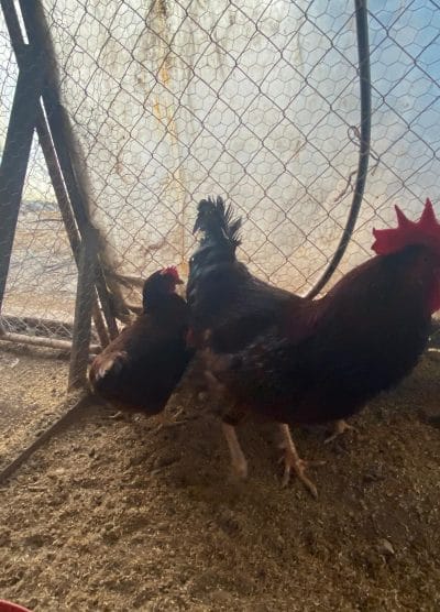 Rhode İsland Red Kuluçkalık Yumurta