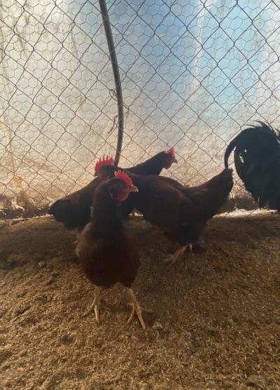 Rhode İsland Red Kuluçkalık Yumurta