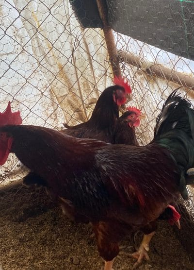 Rhode İsland Red Kuluçkalık Yumurta