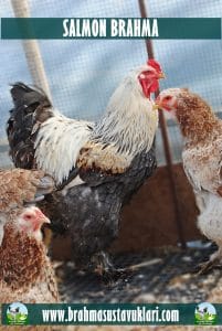 Salmon Brahma Kuluçkalık Yumurta