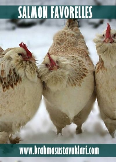 Salmon Favorelles Kuluçkalık Yumurta