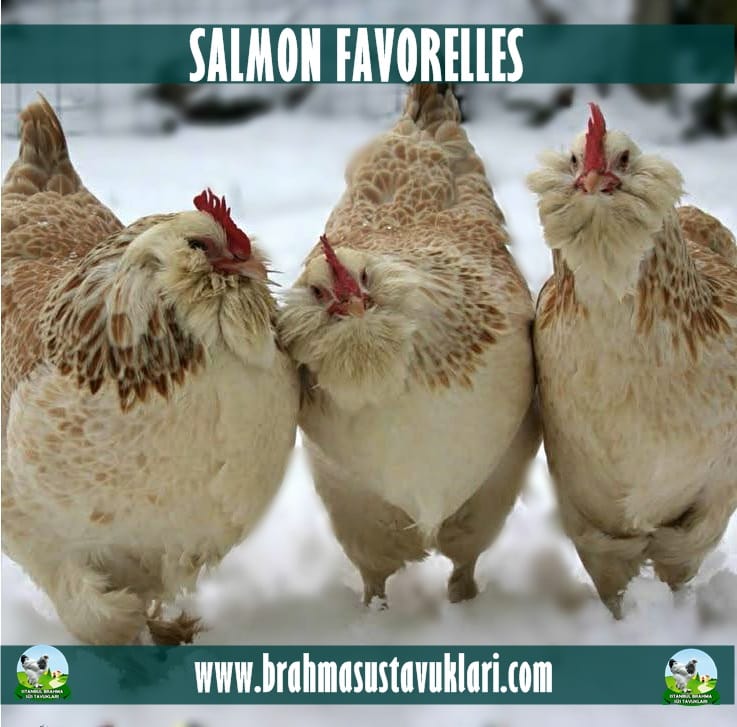 Salmon Faverolles Tavuk Özellikleri İstanbul Süs TAVUKLARI Salmon Faverolles Kuluçkalık Yumurta