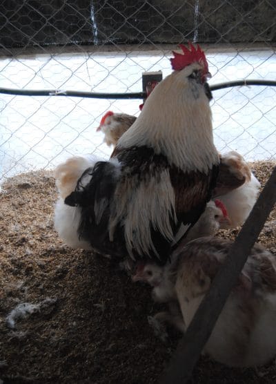 Salmon Favorelles Kuluçkalık Yumurta