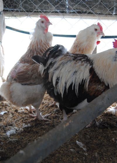 Salmon Favorelles Kuluçkalık Yumurta