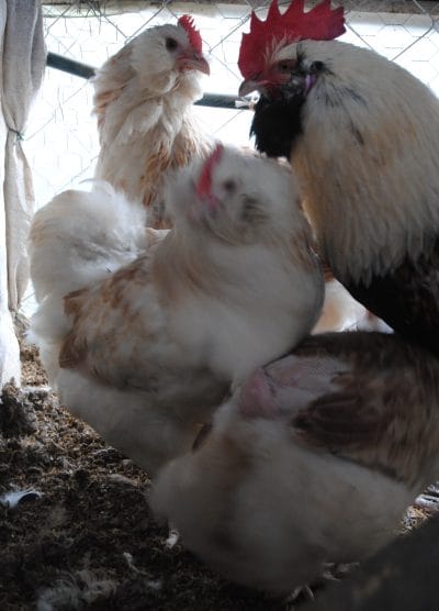 Salmon Favorelles Kuluçkalık Yumurta