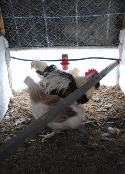 Salmon Favorelles Kuluçkalık Yumurta