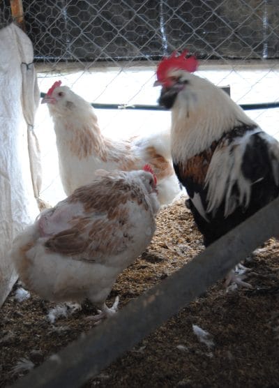 Salmon Favorelles Kuluçkalık Yumurta