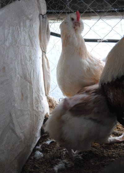 Salmon Favorelles Kuluçkalık Yumurta