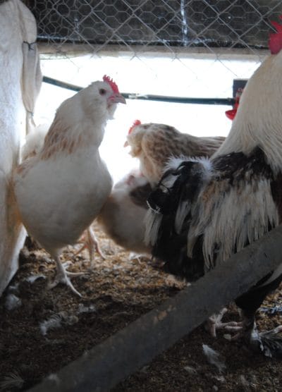 Salmon Favorelles Kuluçkalık Yumurta