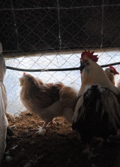 Salmon Favorelles Kuluçkalık Yumurta