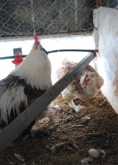 Salmon Favorelles Kuluçkalık Yumurta