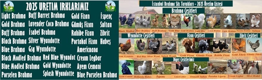 İstanbul Süs Tavukları Kuluçkalık Yumurta & Civciv
