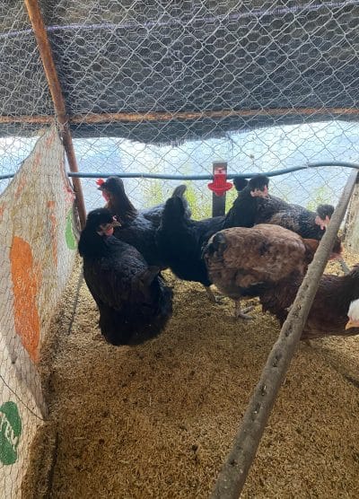 Trabzon Gugullusu Kuluçkalık Yumurta