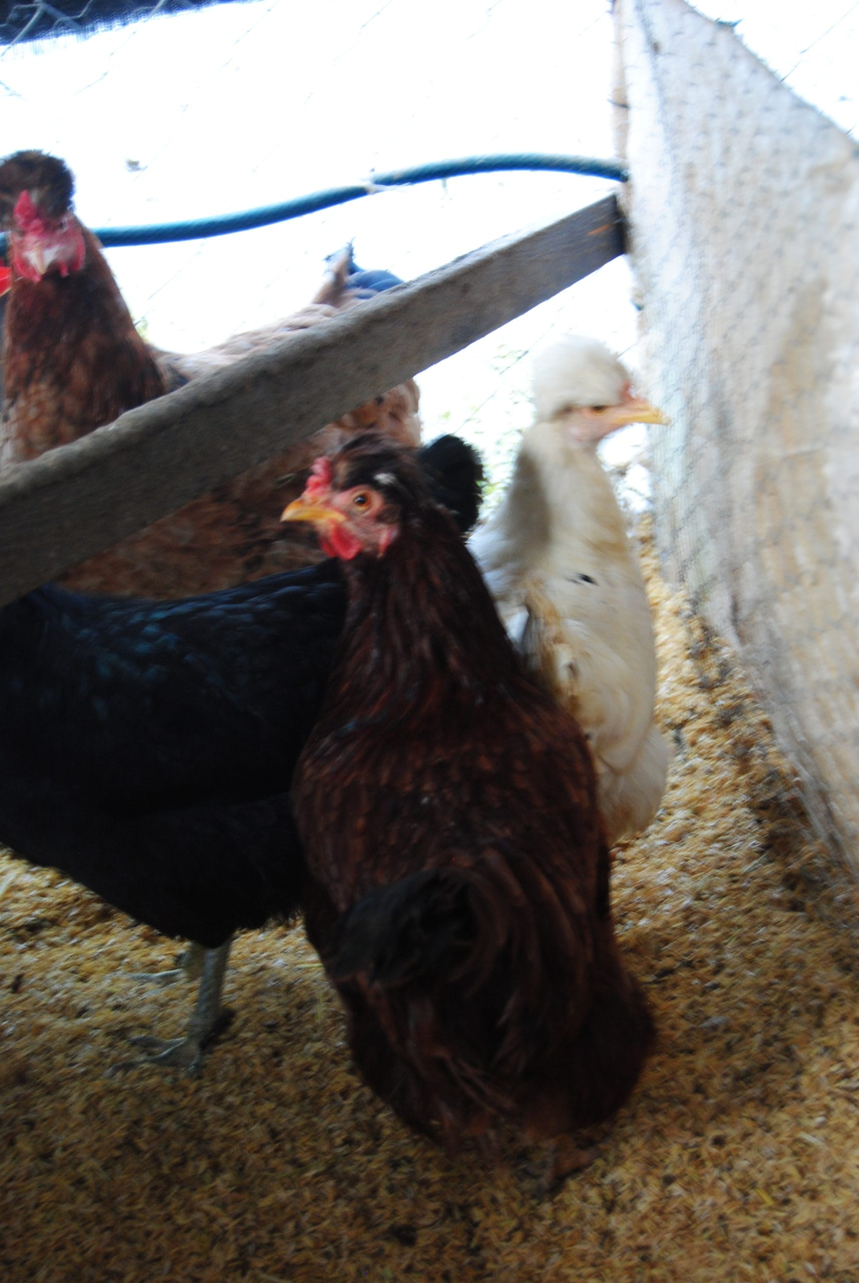 Trabzon Gugullusu Kuluçkalık Yumurta İstanbul Süs TAVUKLARI Trabzon Gugullusu Kuluçkalık Yumurta