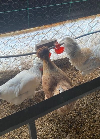 Trabzon Gugullusu Kuluçkalık Yumurta