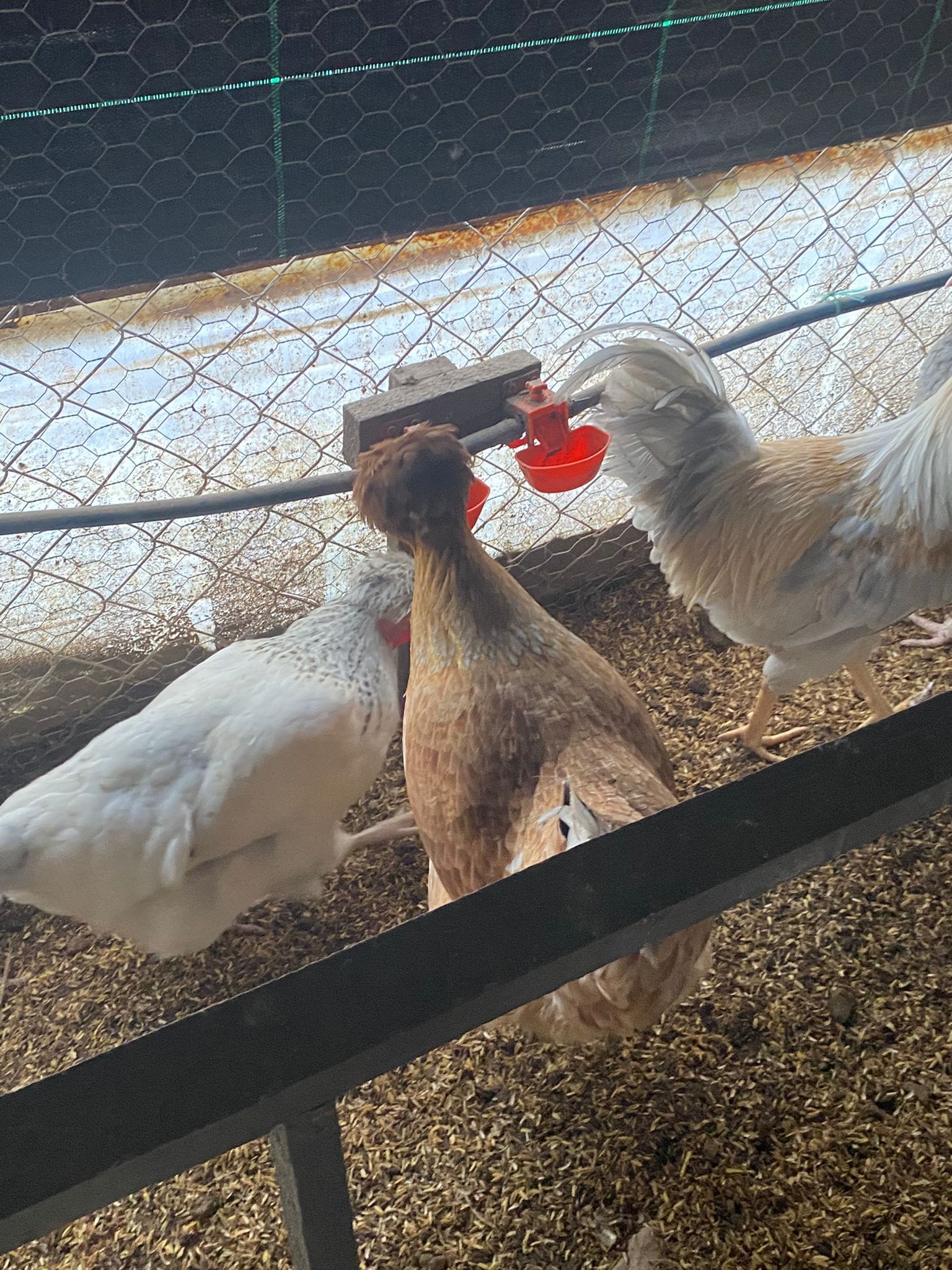 Trabzon Gugullusu Kuluçkalık Yumurta İstanbul Süs TAVUKLARI Trabzon Gugullusu Kuluçkalık Yumurta