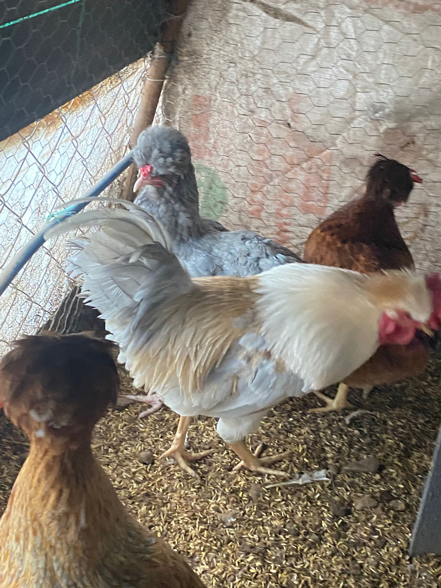 Trabzon Gugullusu Kuluçkalık Yumurta İstanbul Süs TAVUKLARI Trabzon Gugullusu Kuluçkalık Yumurta