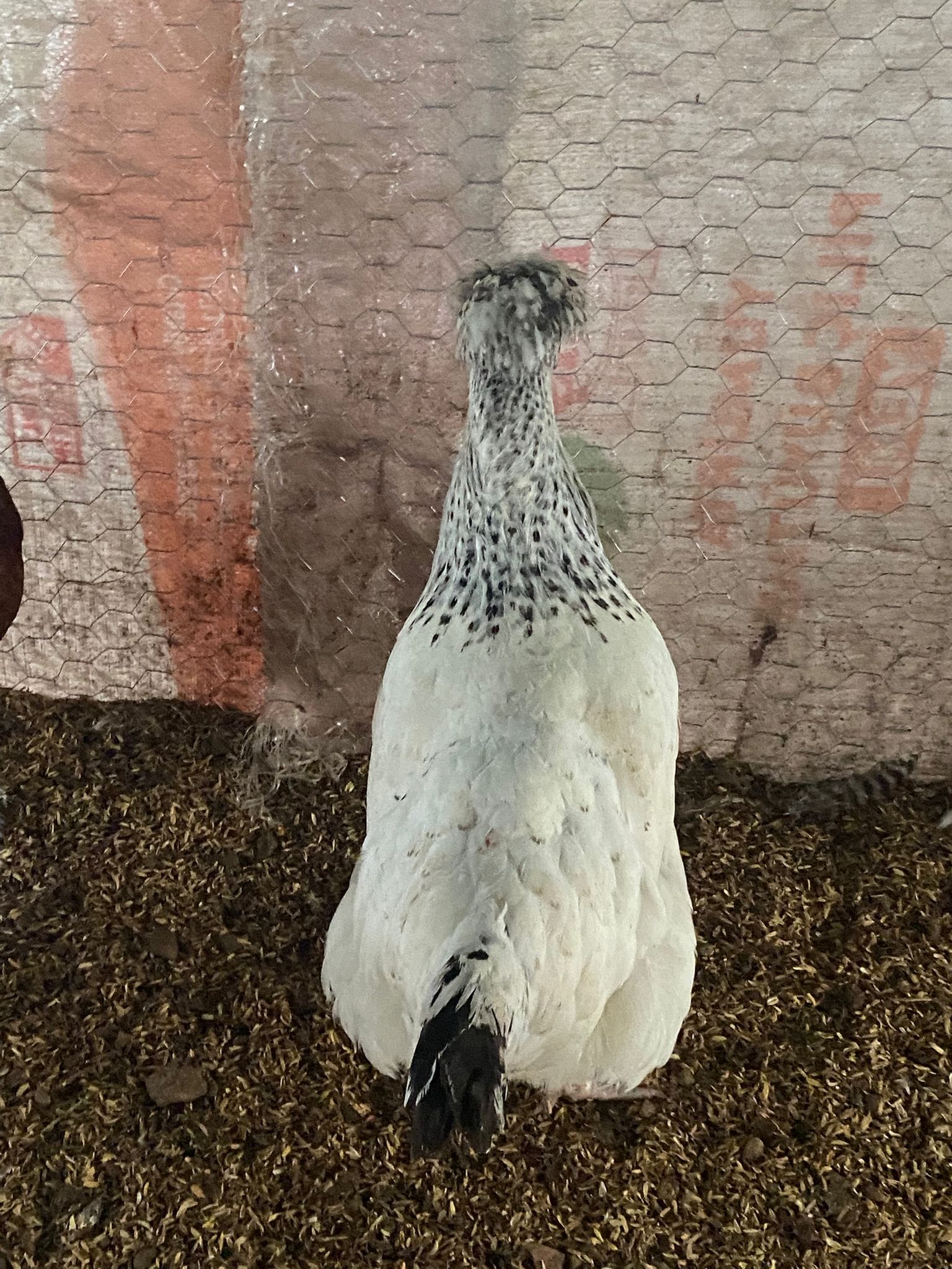 Trabzon Gugullusu Kuluçkalık Yumurta İstanbul Süs TAVUKLARI Trabzon Gugullusu Kuluçkalık Yumurta