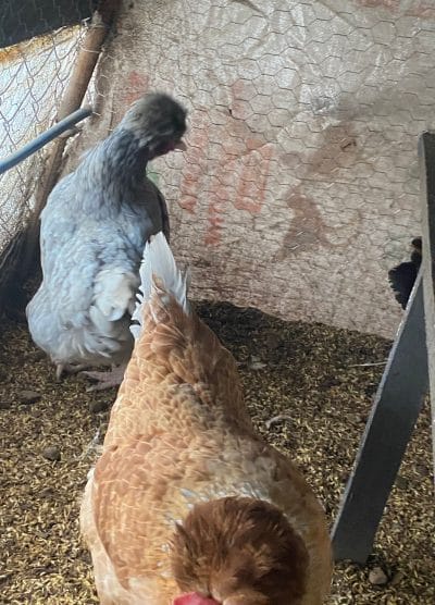 Trabzon Gugullusu Kuluçkalık Yumurta