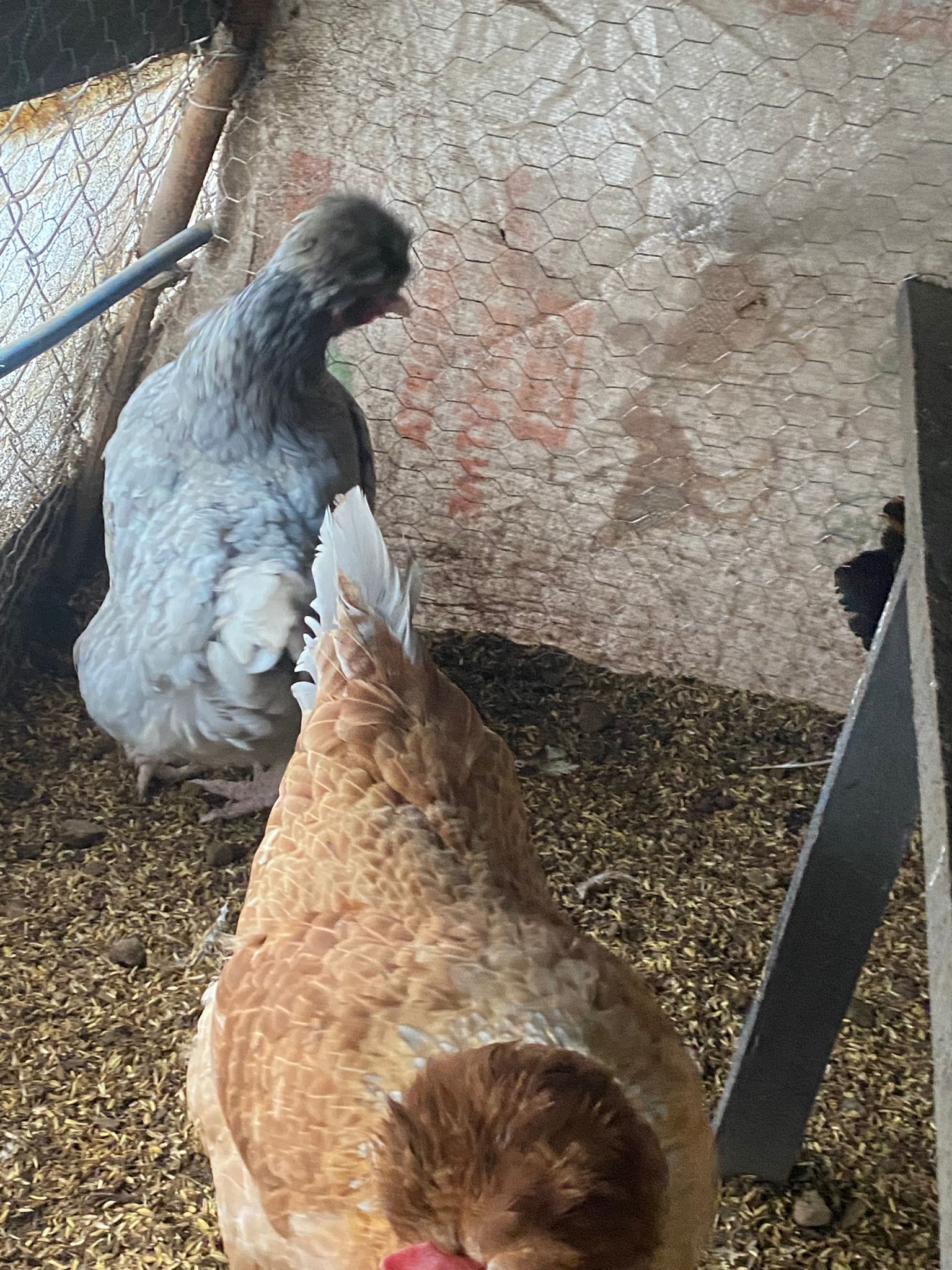 Trabzon Gugullusu Kuluçkalık Yumurta İstanbul Süs TAVUKLARI Trabzon Gugullusu Kuluçkalık Yumurta