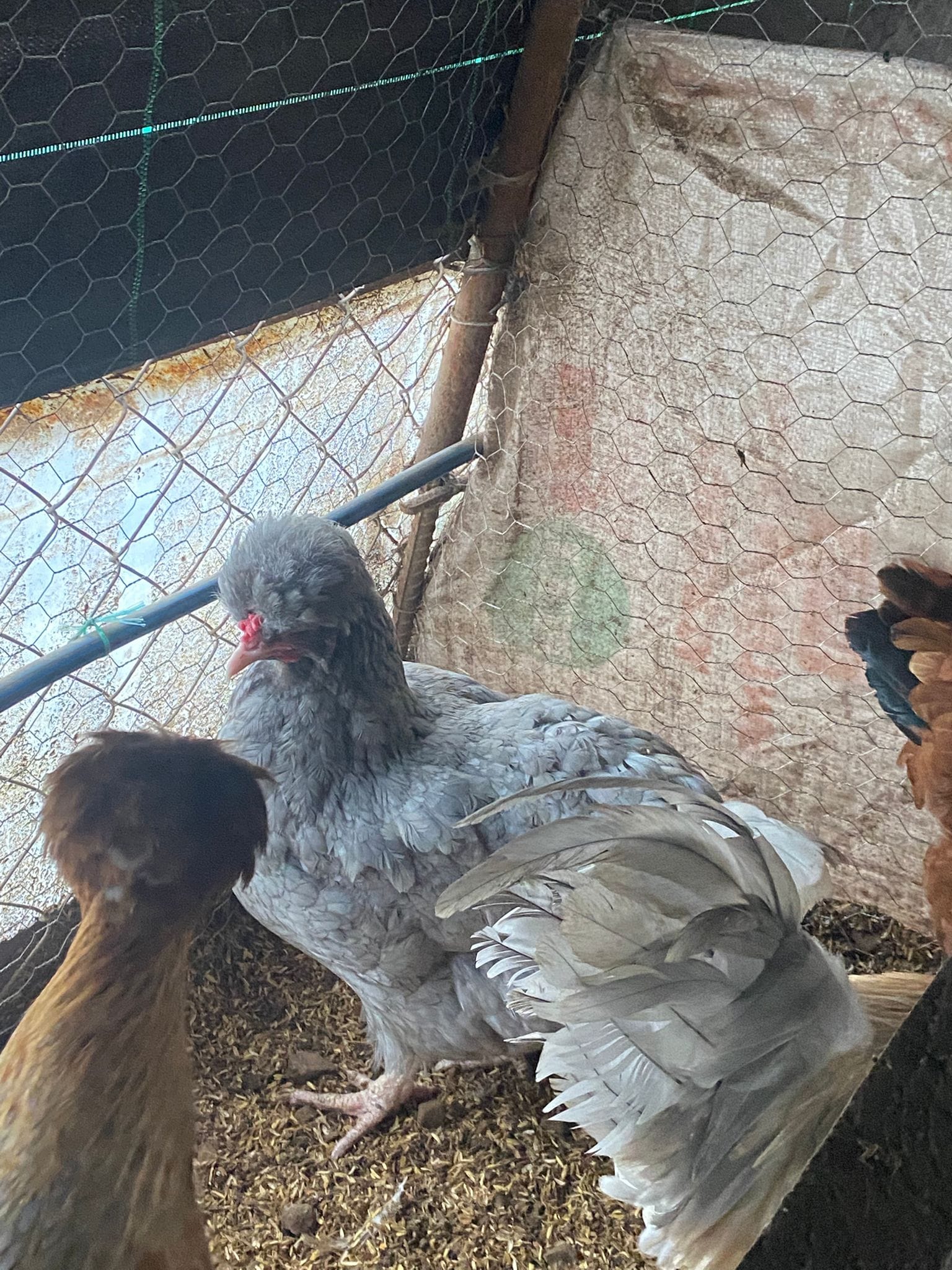 Trabzon Gugullusu Kuluçkalık Yumurta İstanbul Süs TAVUKLARI Trabzon Gugullusu Kuluçkalık Yumurta