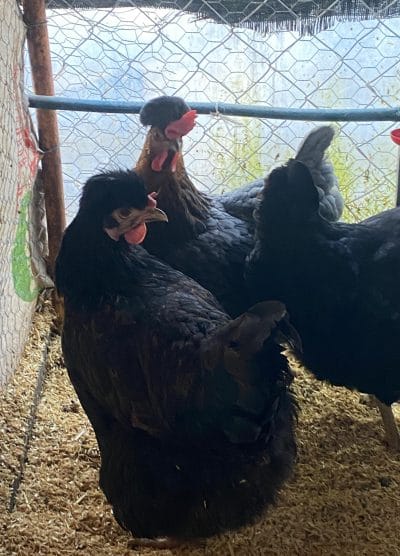 Trabzon Gugullusu Kuluçkalık Yumurta