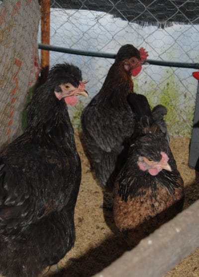 Trabzon Gugullusu Kuluçkalık Yumurta