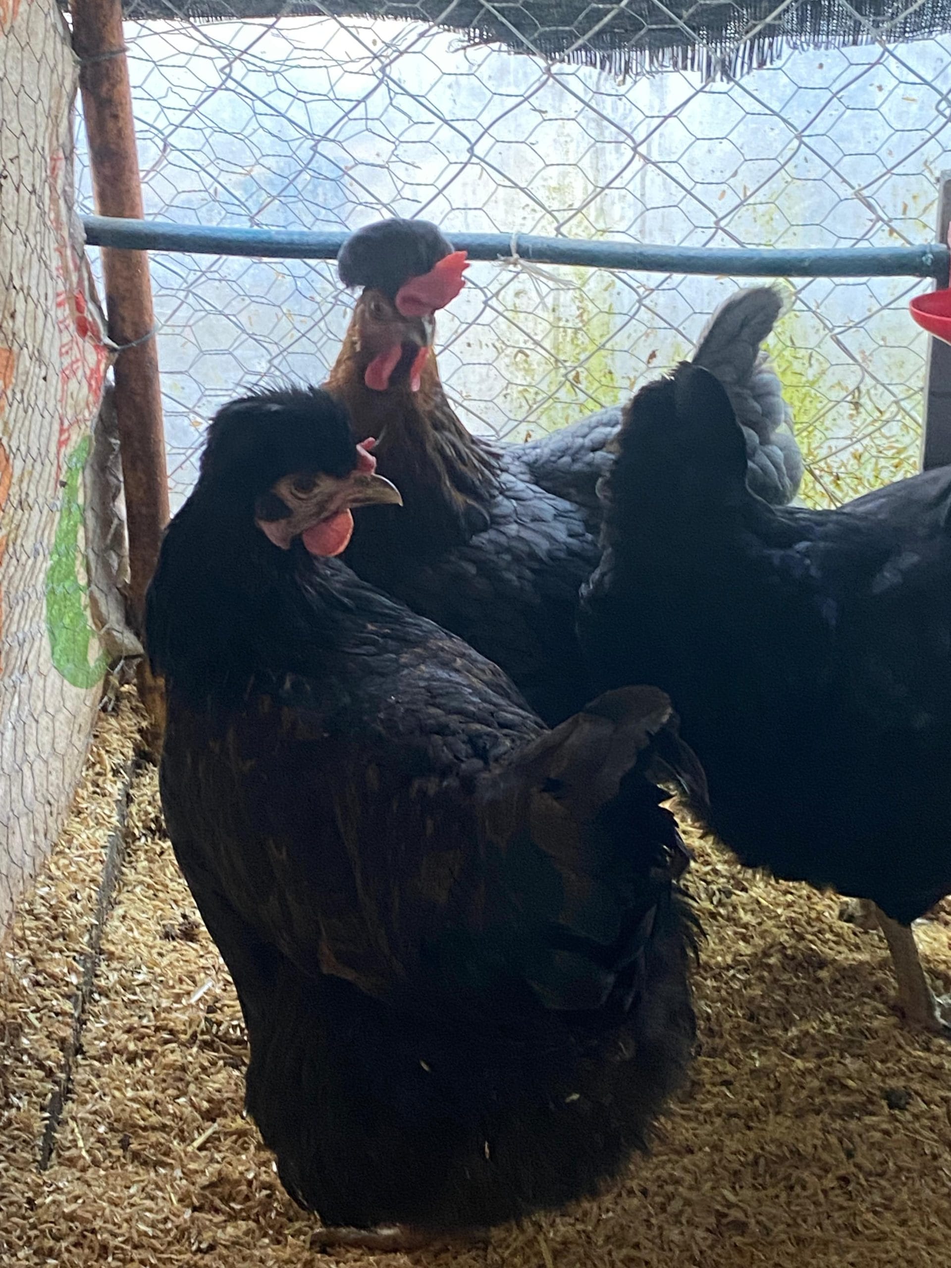 Trabzon Gugullusu Kuluçkalık Yumurta İstanbul Süs TAVUKLARI Trabzon Gugullusu Kuluçkalık Yumurta