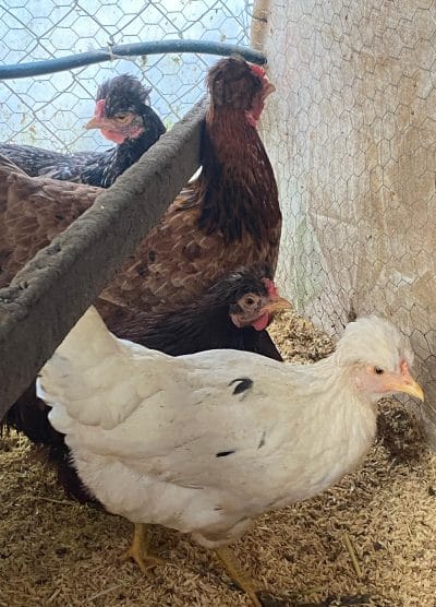 Trabzon Gugullusu Kuluçkalık Yumurta