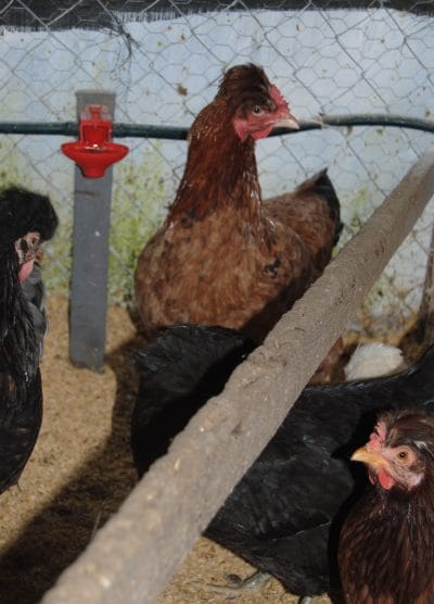 Trabzon Gugullusu Kuluçkalık Yumurta