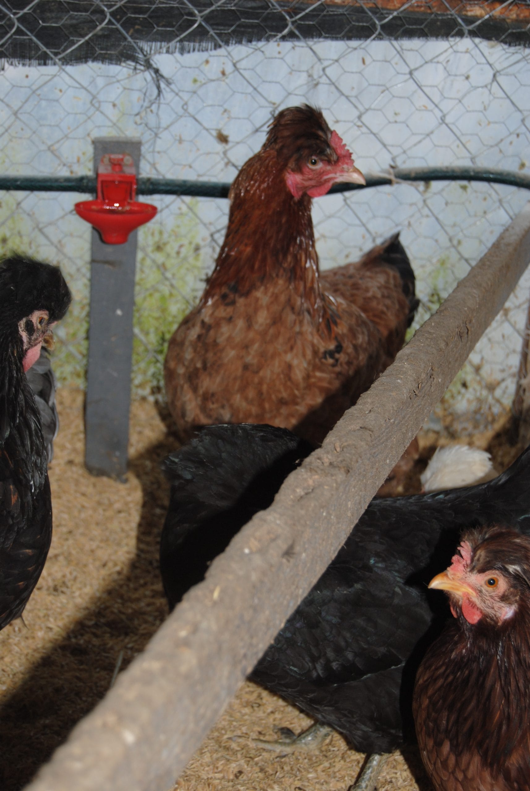 Trabzon Gugullusu Kuluçkalık Yumurta İstanbul Süs TAVUKLARI Trabzon Gugullusu Kuluçkalık Yumurta