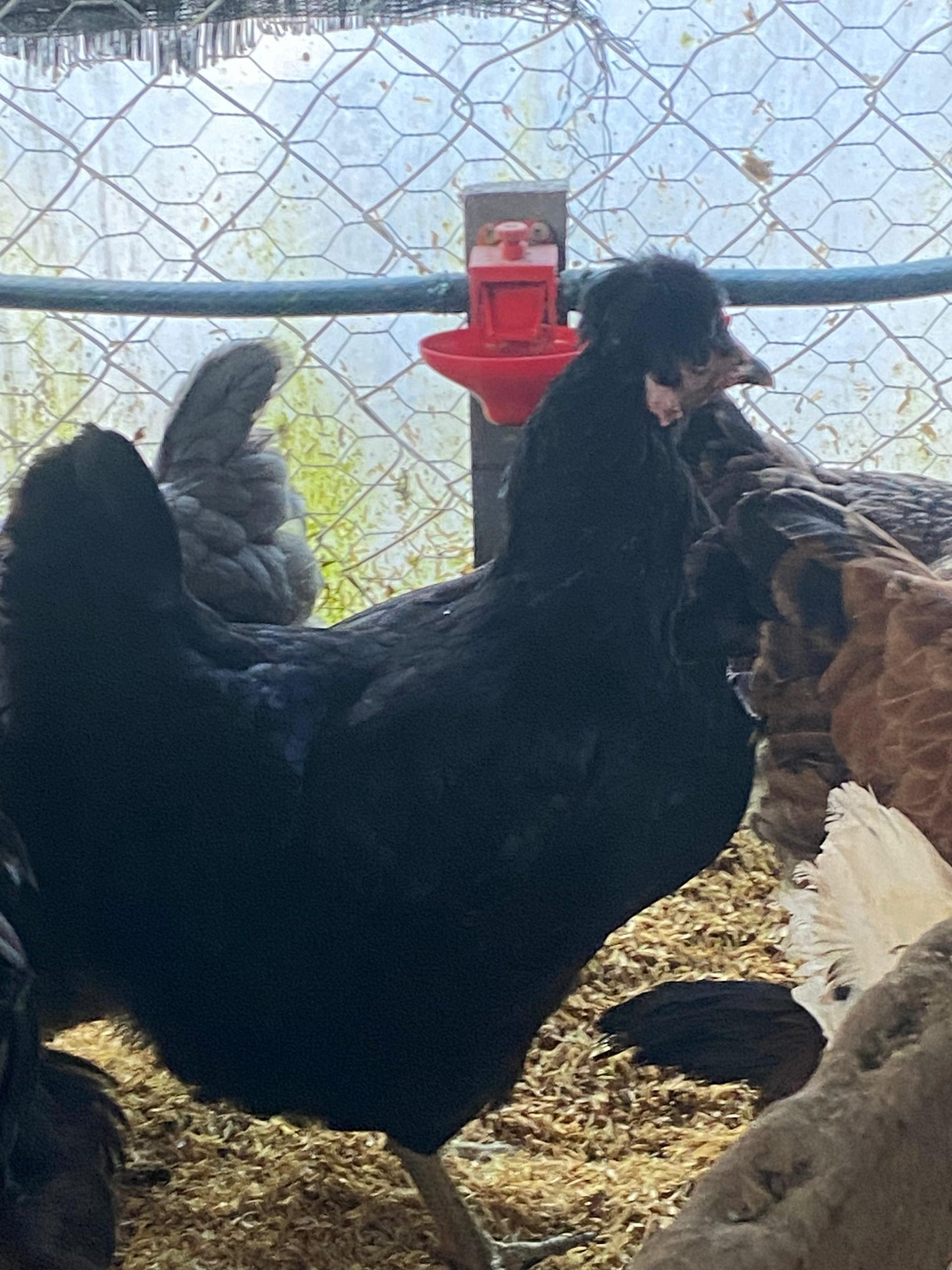 Trabzon Gugullusu Kuluçkalık Yumurta İstanbul Süs TAVUKLARI Trabzon Gugullusu Kuluçkalık Yumurta