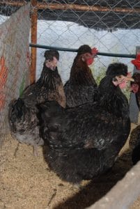 Trabzon Gugullusu Kuluçkalık Yumurta İstanbul Süs TAVUKLARI Trabzon Gugullusu