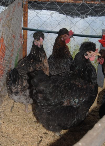 Trabzon Gugullusu Kuluçkalık Yumurta