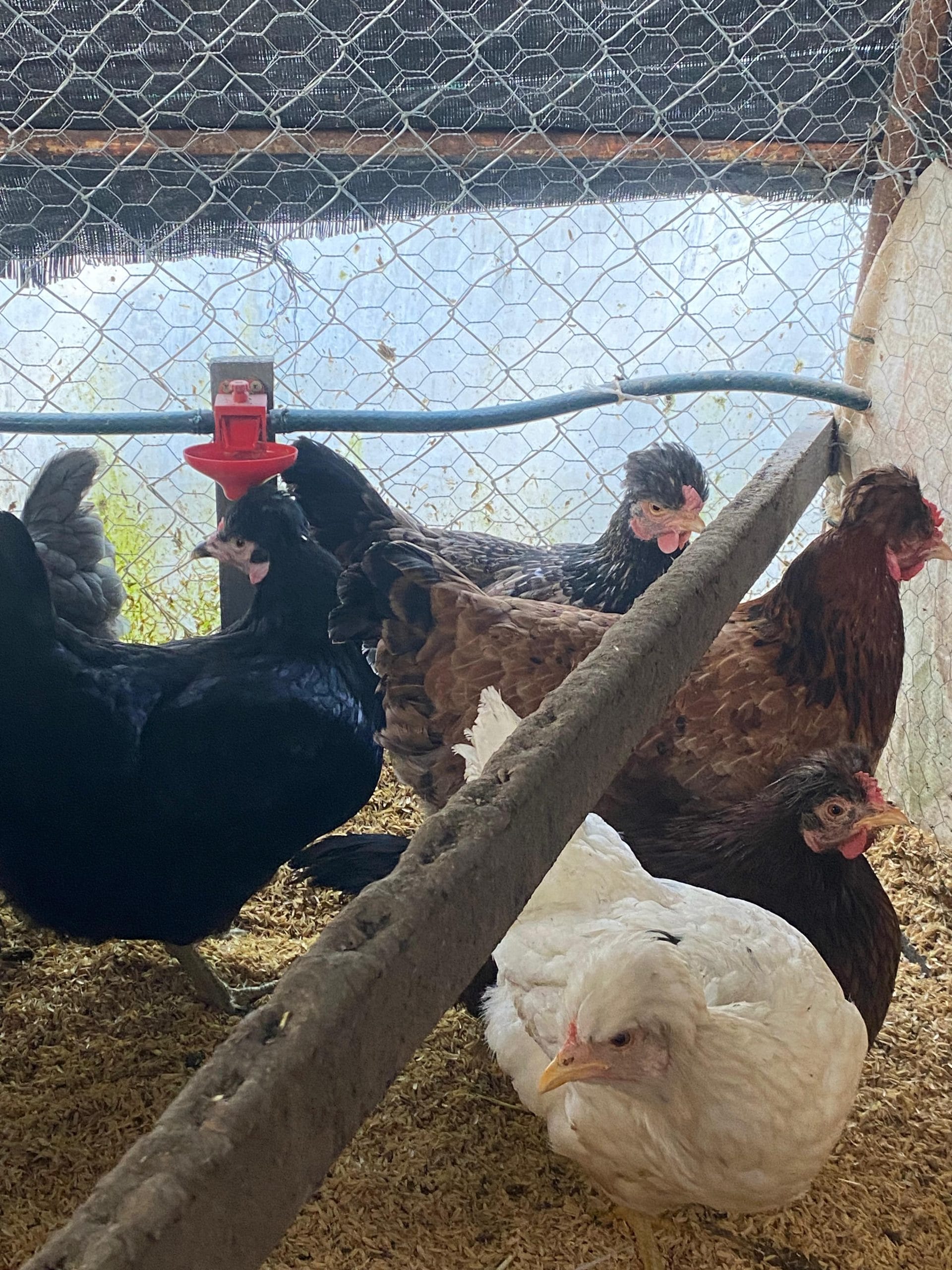 Trabzon Gugullusu Kuluçkalık Yumurta İstanbul Süs TAVUKLARI Trabzon Gugullusu Kuluçkalık Yumurta