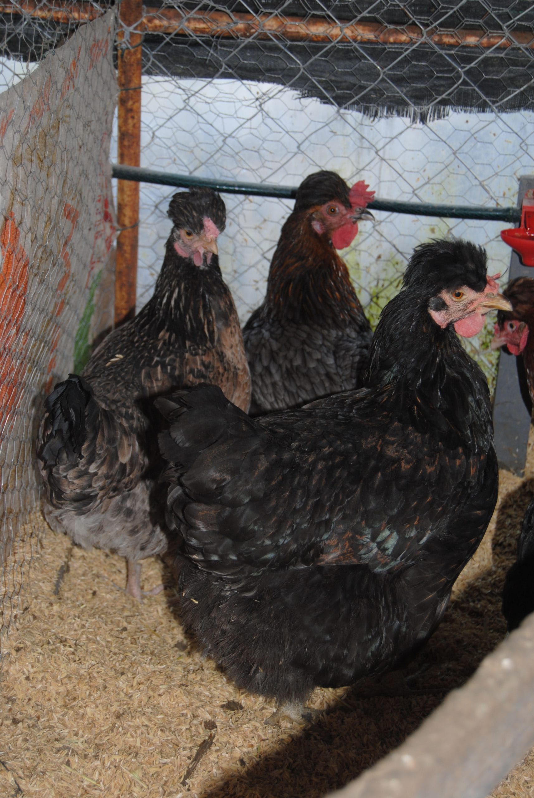 Trabzon Gugullusu Kuluçkalık Yumurta İstanbul Süs TAVUKLARI Trabzon Gugullusu Kuluçkalık Yumurta