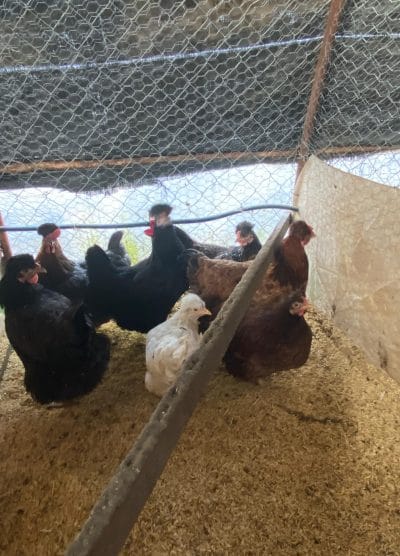 Trabzon Gugullusu Kuluçkalık Yumurta