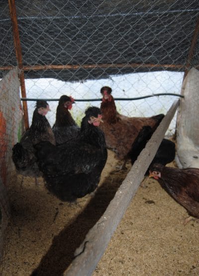 Trabzon Gugullusu Kuluçkalık Yumurta