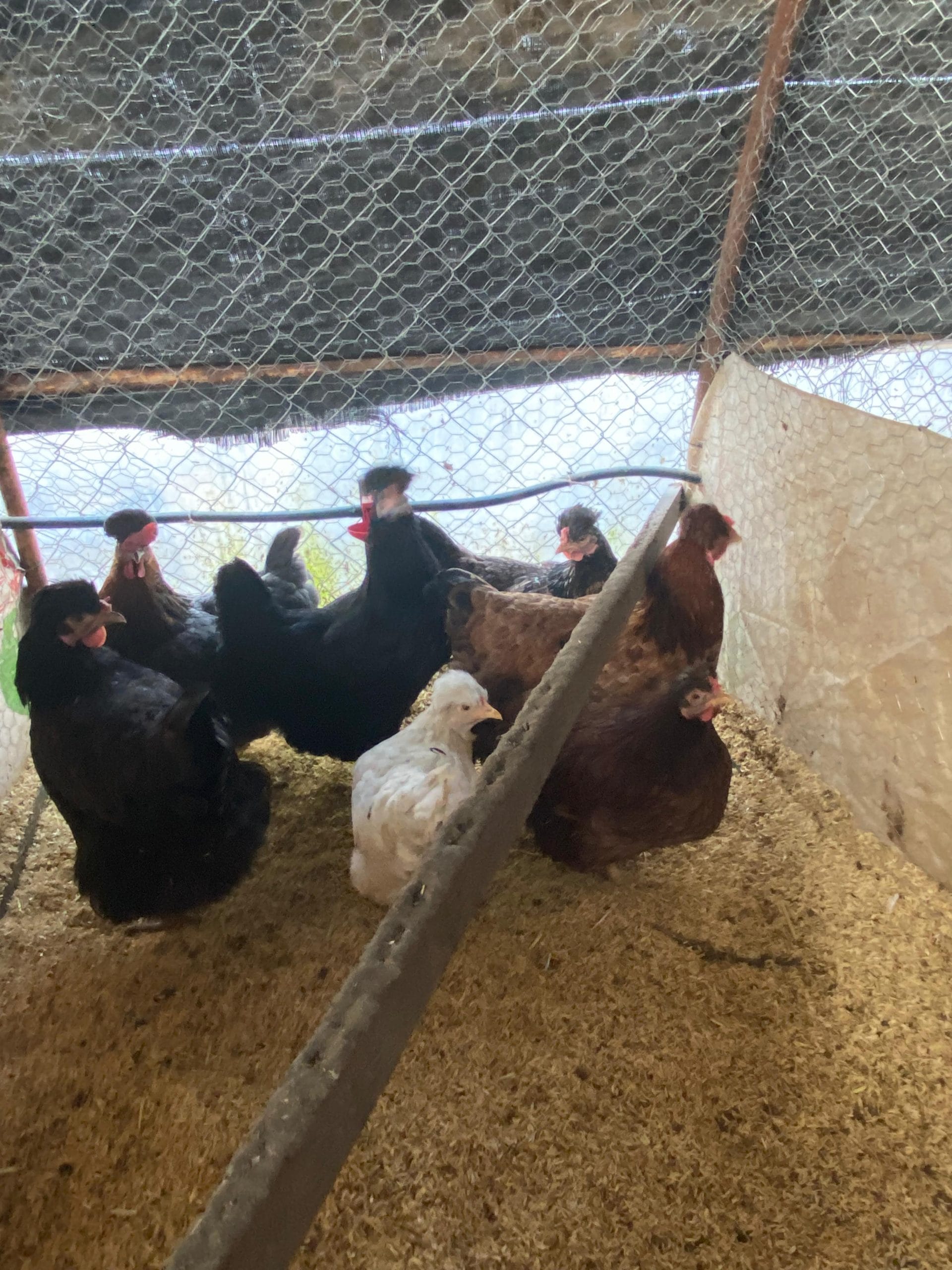 Trabzon Gugullusu Kuluçkalık Yumurta İstanbul Süs TAVUKLARI Trabzon Gugullusu Kuluçkalık Yumurta