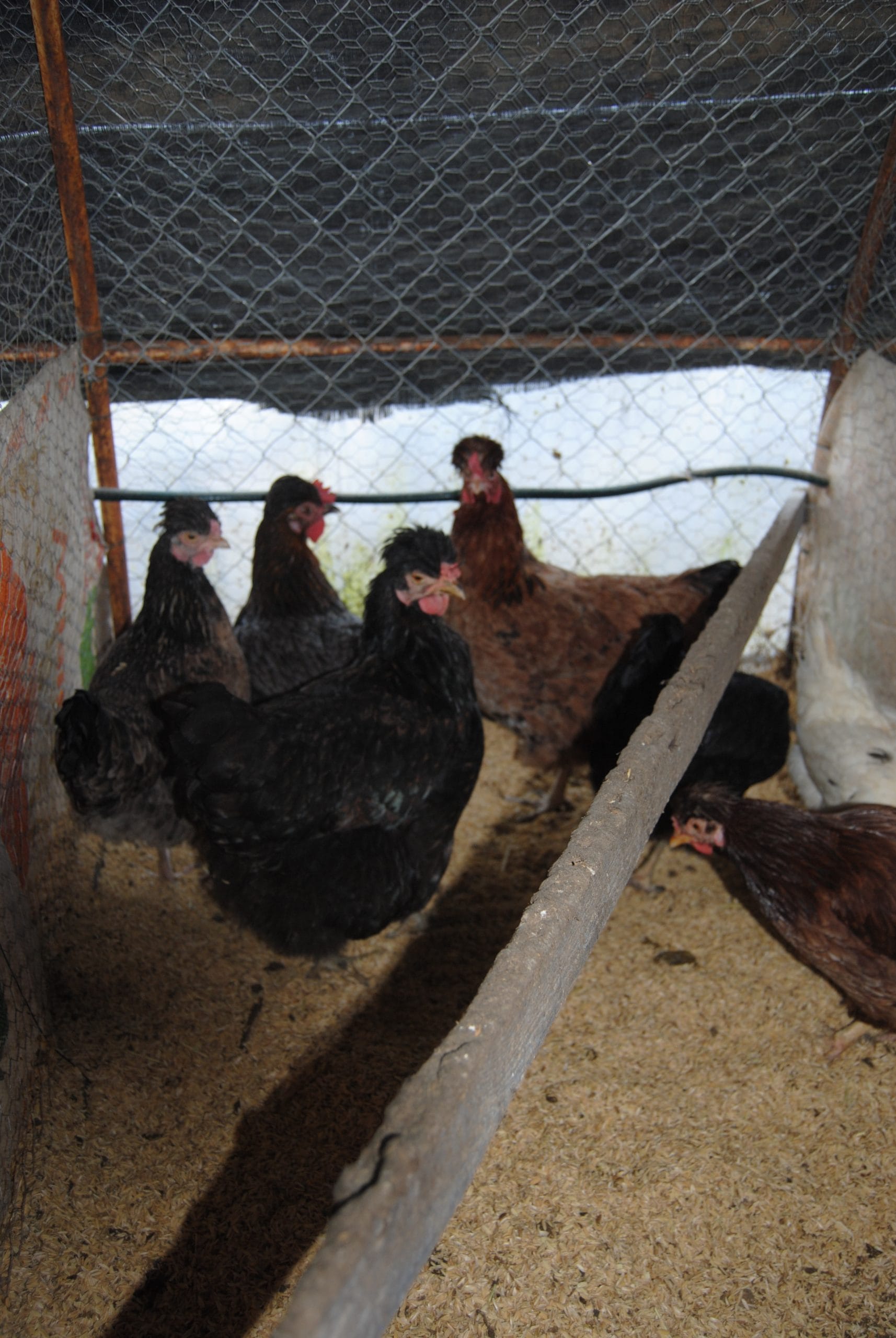 Trabzon Gugullusu Kuluçkalık Yumurta İstanbul Süs TAVUKLARI Trabzon Gugullusu Kuluçkalık Yumurta