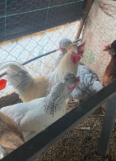 Trabzon Gugullusu Kuluçkalık Yumurta