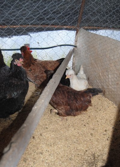 Trabzon Gugullusu Kuluçkalık Yumurta