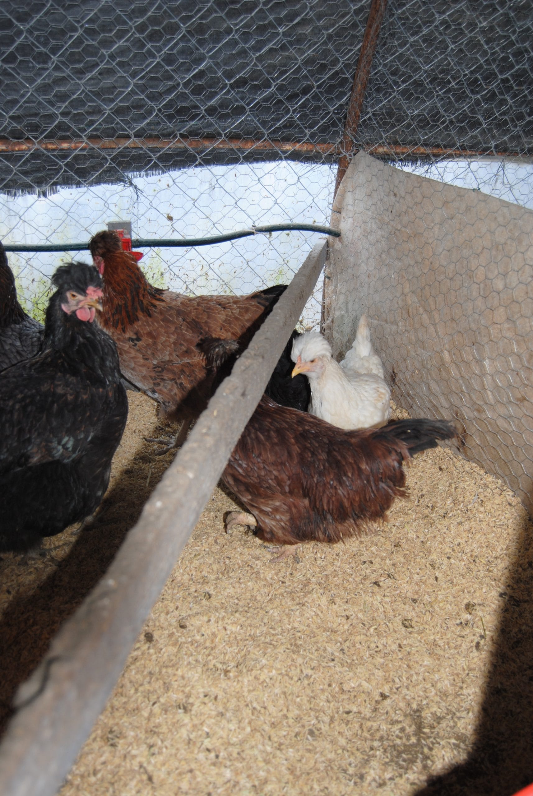 Trabzon Gugullusu Kuluçkalık Yumurta İstanbul Süs TAVUKLARI Trabzon Gugullusu Kuluçkalık Yumurta