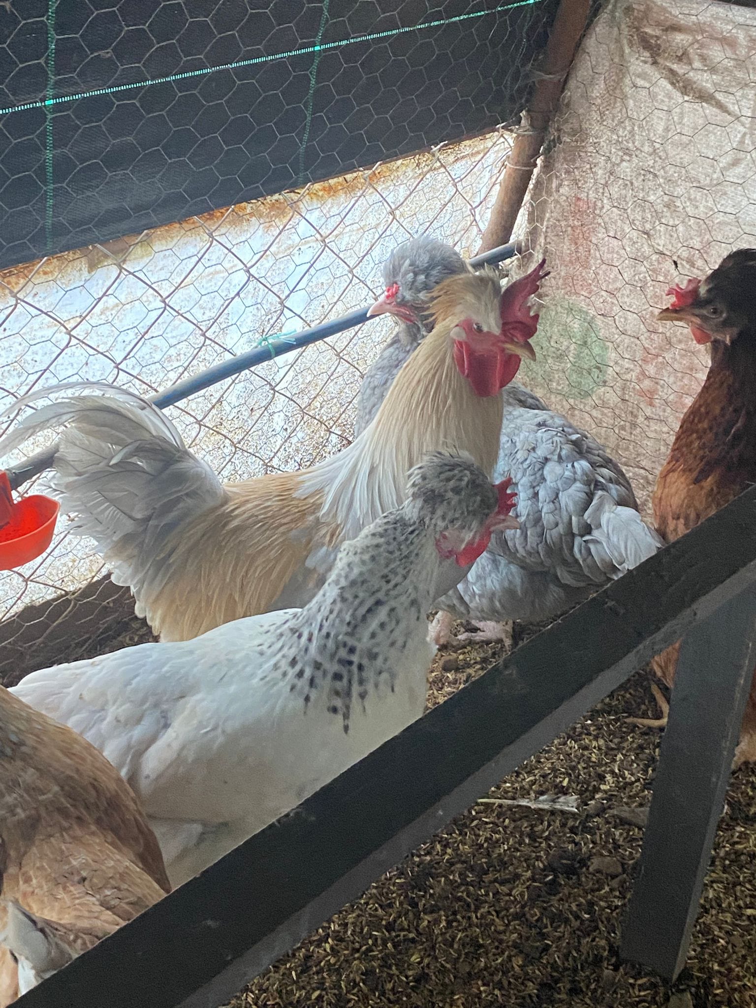 Trabzon Gugullusu Kuluçkalık Yumurta İstanbul Süs TAVUKLARI Trabzon Gugullusu Kuluçkalık Yumurta