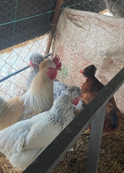 Trabzon Gugullusu Kuluçkalık Yumurta