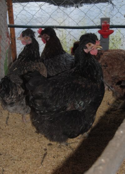 Trabzon Gugullusu Kuluçkalık Yumurta