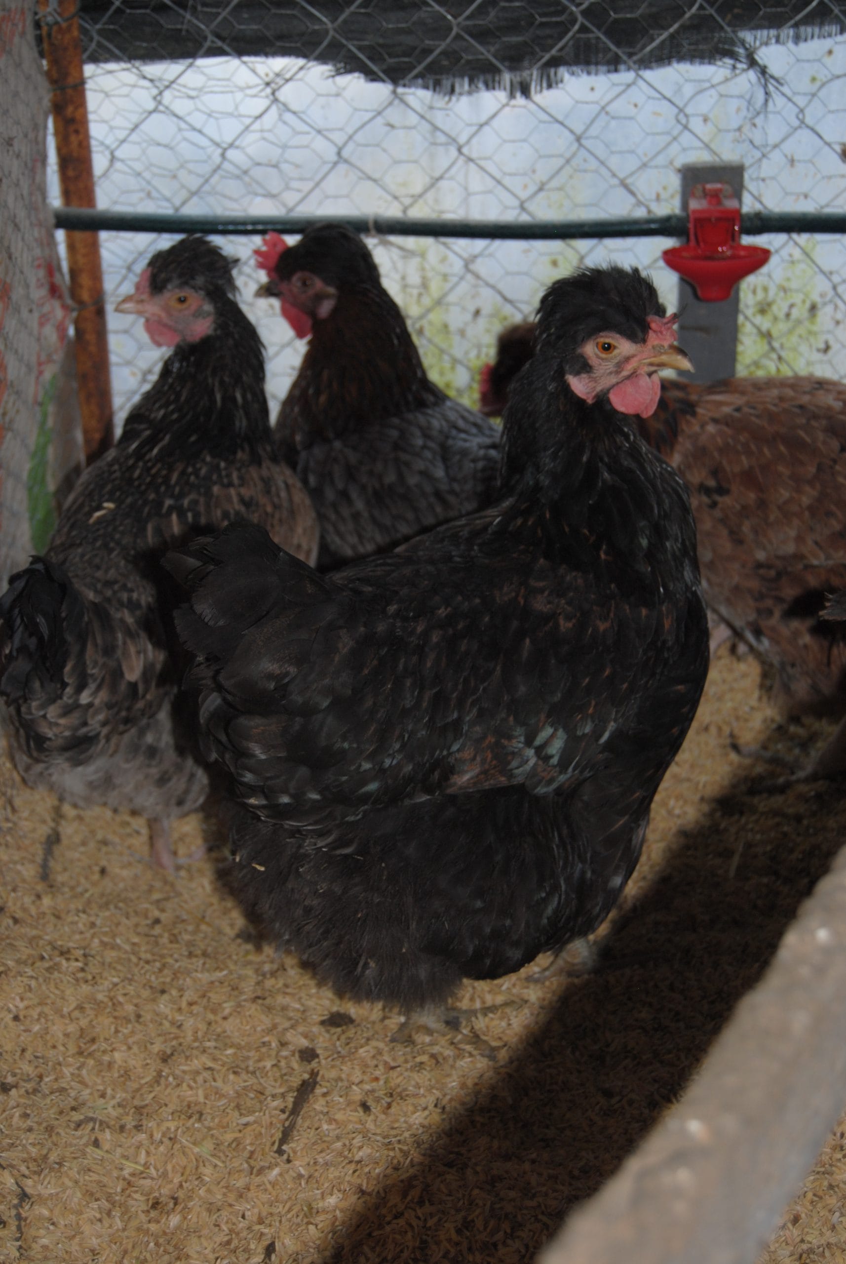 Trabzon Gugullusu Kuluçkalık Yumurta İstanbul Süs TAVUKLARI Trabzon Gugullusu Kuluçkalık Yumurta