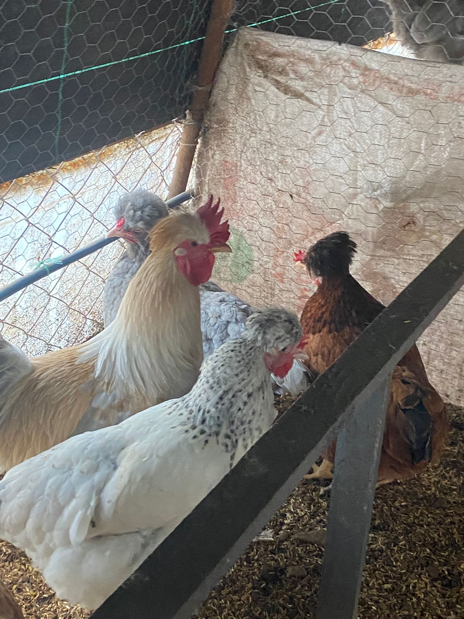 Trabzon Gugullusu Kuluçkalık Yumurta İstanbul Süs TAVUKLARI Trabzon Gugullusu Kuluçkalık Yumurta