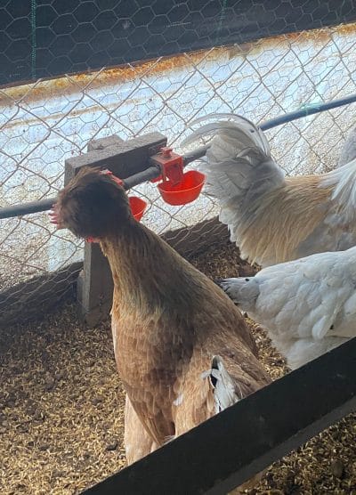 Trabzon Gugullusu Kuluçkalık Yumurta